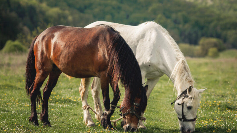 Rearing horses are more easier but expensive